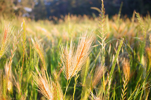 Let them grow together until harvest